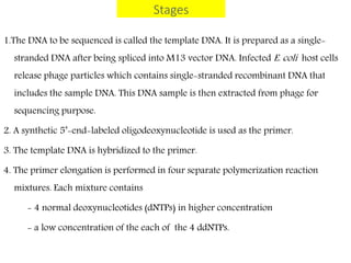 Stages
1.The DNA to be sequenced is called the template DNA. It is prepared as a single-
stranded DNA after being spliced into M13 vector DNA. Infected E. coli host cells
release phage particles which contains single-stranded recombinant DNA that
includes the sample DNA. This DNA sample is then extracted from phage for
sequencing purpose.
2. A synthetic 5’-end-labeled oligodeoxynucleotide is used as the primer.
3. The template DNA is hybridized to the primer.
4. The primer elongation is performed in four separate polymerization reaction
mixtures. Each mixture contains
- 4 normal deoxynucleotides (dNTPs) in higher concentration
- a low concentration of the each of the 4 ddNTPs.
 