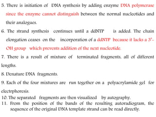 5. There is initiation of DNA synthesis by adding enzyme DNA polymerase
since the enzyme cannot distinguish between the normal nucleotides and
their analogues.
6. The strand synthesis continues until a ddNTP is added. The chain
elongation ceases on the incorporation of a ddNTP because it lacks a 3’-
OH group which prevents addition of the next nucleotide.
7. There is a result of mixture of terminated fragments, all of different
lengths.
8. Denature DNA fragments.
9. Each of the four mixtures are run together on a polyacrylamide gel for
electrphoresis.
10. The separated fragments are then visualized by autography.
11. From the position of the bands of the resulting autoradiogram, the
sequence of the original DNA template strand can be read directly.
 