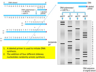1. A labeled primer is used to initiate DNA
synthesis.
2. The addition of four different dideoxy
nucleotides randomly arrests synthesis
 