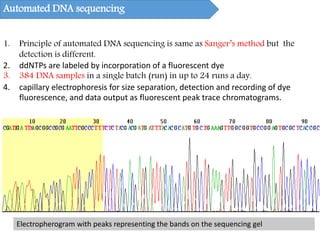 Automated DNA sequencing
1. Principle of automated DNA sequencing is same as Sanger’s method but the
detection is different.
2. ddNTPs are labeled by incorporation of a fluorescent dye
3. 384 DNA samples in a single batch (run) in up to 24 runs a day.
4. capillary electrophoresis for size separation, detection and recording of dye
fluorescence, and data output as fluorescent peak trace chromatograms.
Electropherogram with peaks representing the bands on the sequencing gel
 