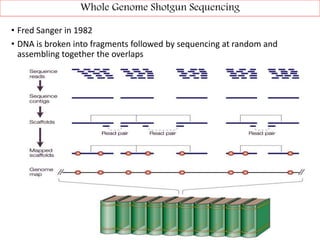 • Fred Sanger in 1982
• DNA is broken into fragments followed by sequencing at random and
assembling together the overlaps
Whole Genome Shotgun Sequencing
 