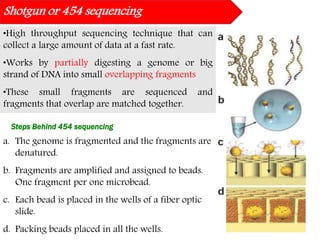 •High throughput sequencing technique that can
collect a large amount of data at a fast rate.
•Works by partially digesting a genome or big
strand of DNA into small overlapping fragments
•These small fragments are sequenced and
fragments that overlap are matched together.
Shotgun or 454 sequencing
a. The genome is fragmented and the fragments are
denatured.
b. Fragments are amplified and assigned to beads.
One fragment per one microbead.
c. Each bead is placed in the wells of a fiber optic
slide.
d. Packing beads placed in all the wells.
Steps Behind 454 sequencing
 