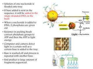 • Solution of one nucleoside is
flooded onto tray.
• If base added is next in the
sequence, it will be added to the
single stranded DNA on the
bead.
• When a nucleoside is added to
DNA, 2 phosphates are given
out
• Enzymes in packing beads
convert phosphate groups to
ATP and then the ATP to light
energy.
• Computer and camera detect
light in a certain well as a
certain base is added to the tray.
• Base is washed off and process is
repeated with another base.
• End product is large amount of
fragments sequenced.
 