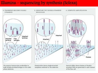 Illumina – sequencing by synthesis (Solexa)
 