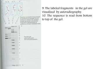 9. The labeled fragments in the gel are
visualized by autoradiography.
10. The sequence is read from bottom
to top of the gel.
 