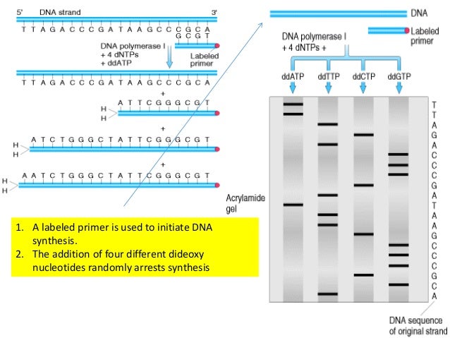 period 2 sequence snapgene period 2 sequence snapgene