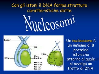 Con gli istoni il DNA forma strutture
caratteristiche dette
Un nucleosoma è
un insieme di 8
proteine
istoniche
attorno al ...
