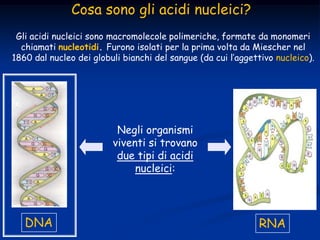 Cosa sono gli acidi nucleici?
Gli acidi nucleici sono macromolecole polimeriche, formate da monomeri
chiamati nucleotidi. ...