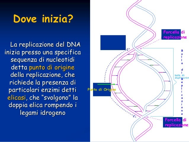 Dove Avviene La Duplicazione Del Dna