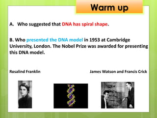 Warm up
A. Who suggested that DNA has spiral shape.
B. Who presented the DNA model in 1953 at Cambridge
University, London. The Nobel Prize was awarded for presenting
this DNA model.
Rosalind Franklin James Watson and Francis Crick
 