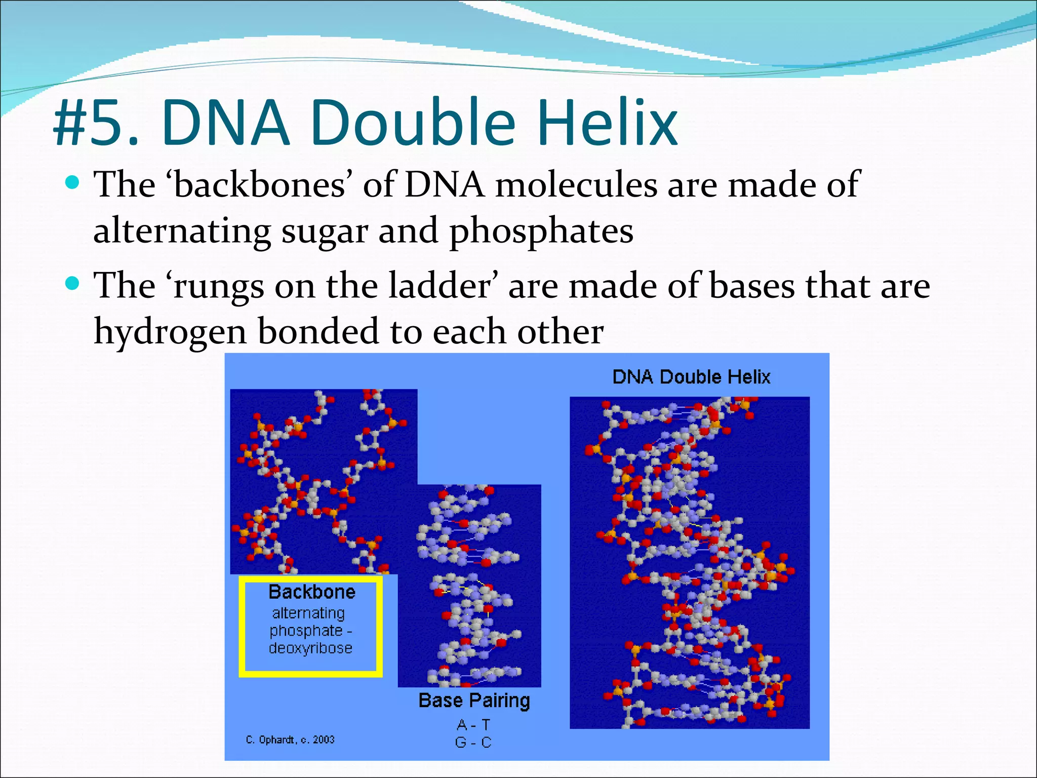 The ‘backbones’ of DNA molecules are made of alternating sugar and phosphates  The ‘rungs on the ladder’ are made of bases that are hydrogen bonded to each other #5. DNA Double Helix 