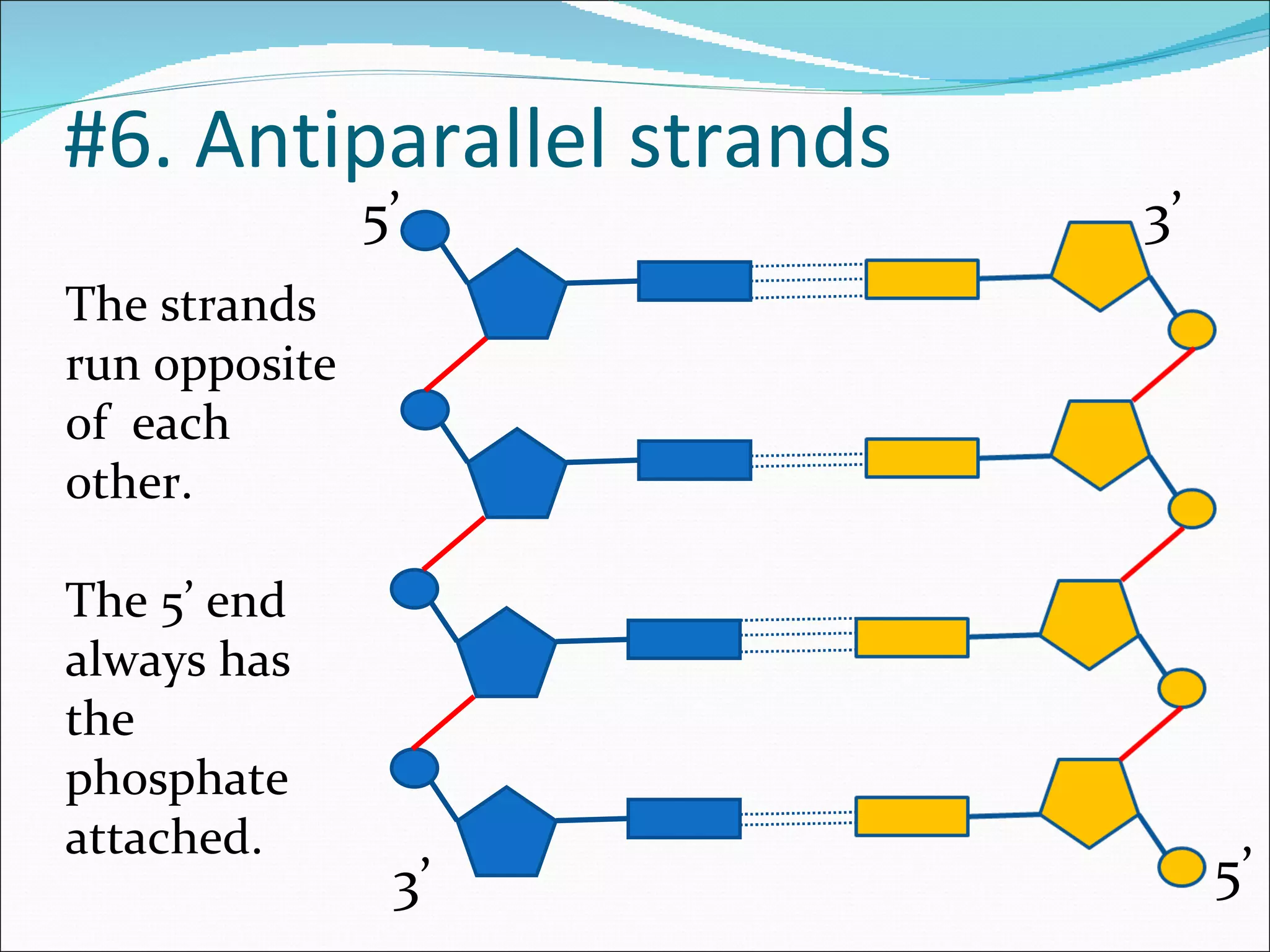 #6. Antiparallel strands The strands  run opposite of  each other. The 5’ end always has the phosphate attached. 5’ 3’ 3’ 5’ 
