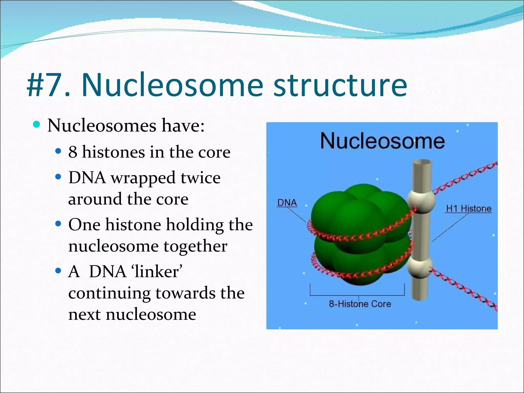 Nucleosomes have: 8 histones in the core DNA wrapped twice around the core One histone holding the nucleosome together A  DNA ‘linker’ continuing towards the next nucleosome #7. Nucleosome structure 