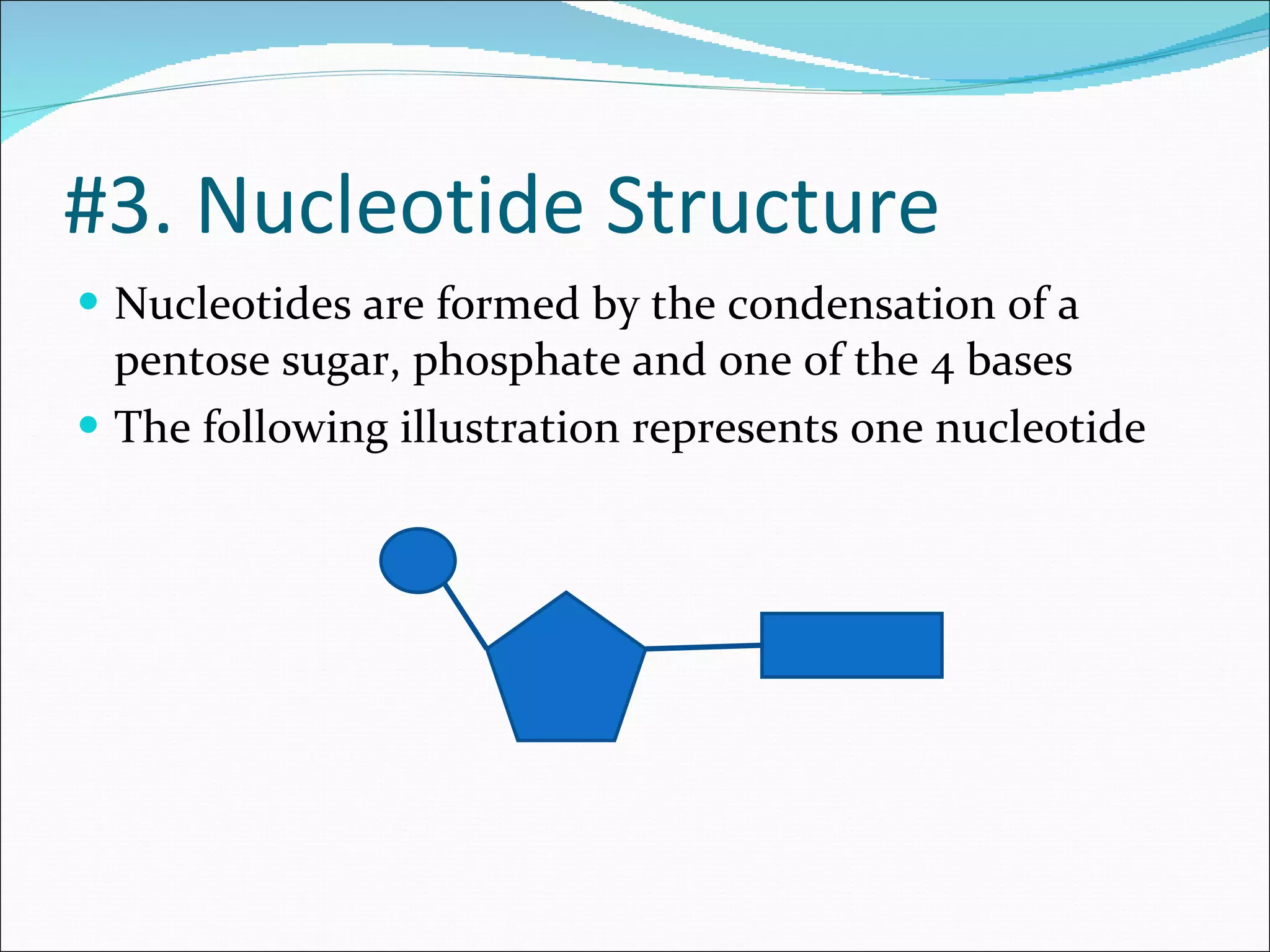 #3. Nucleotide Structure Nucleotides are formed by the condensation of a pentose sugar, phosphate and one of the 4 bases The following illustration represents one nucleotide 