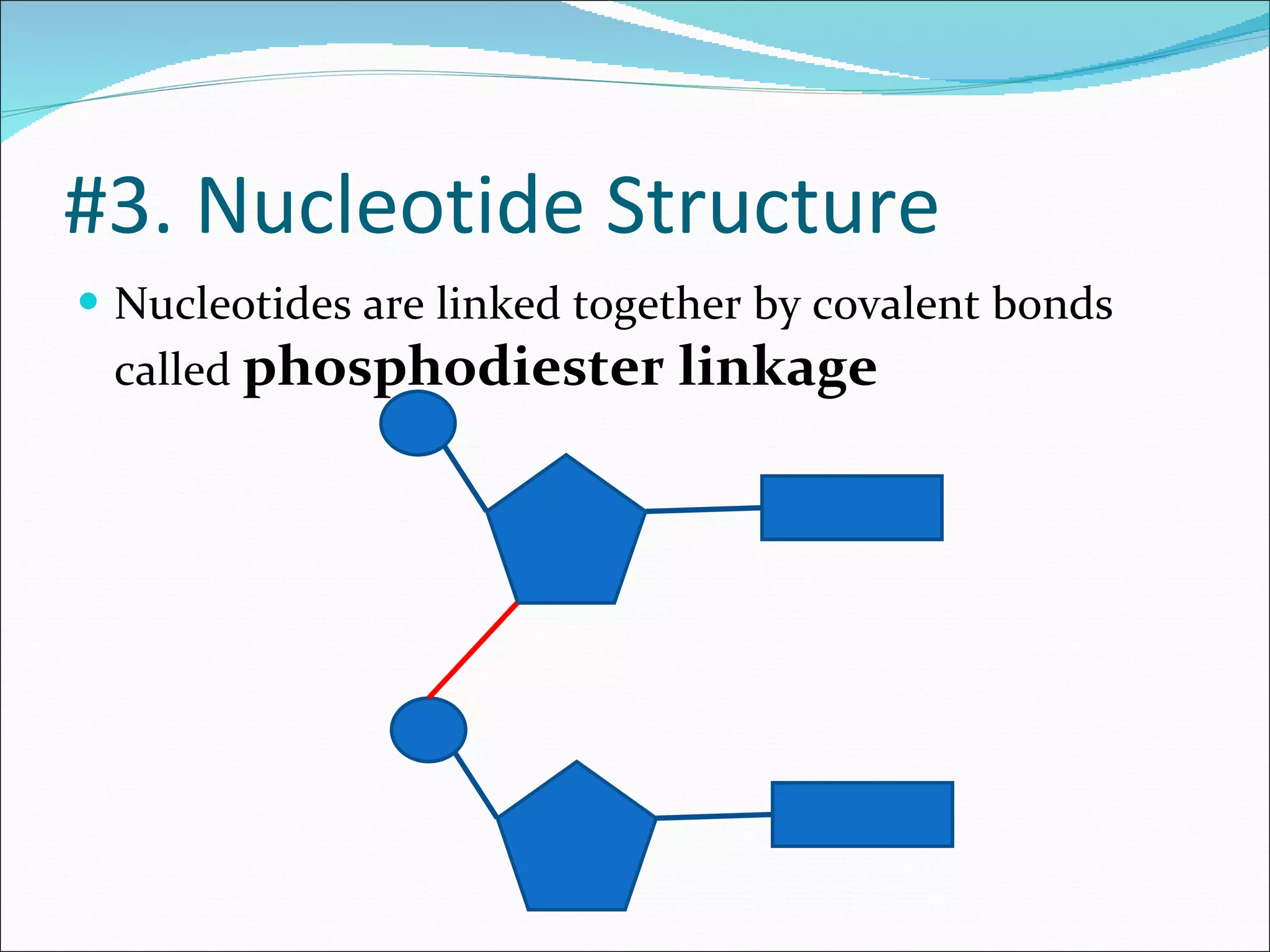 Nucleotides are linked together by covalent bonds called  phosphodiester linkage #3. Nucleotide Structure 