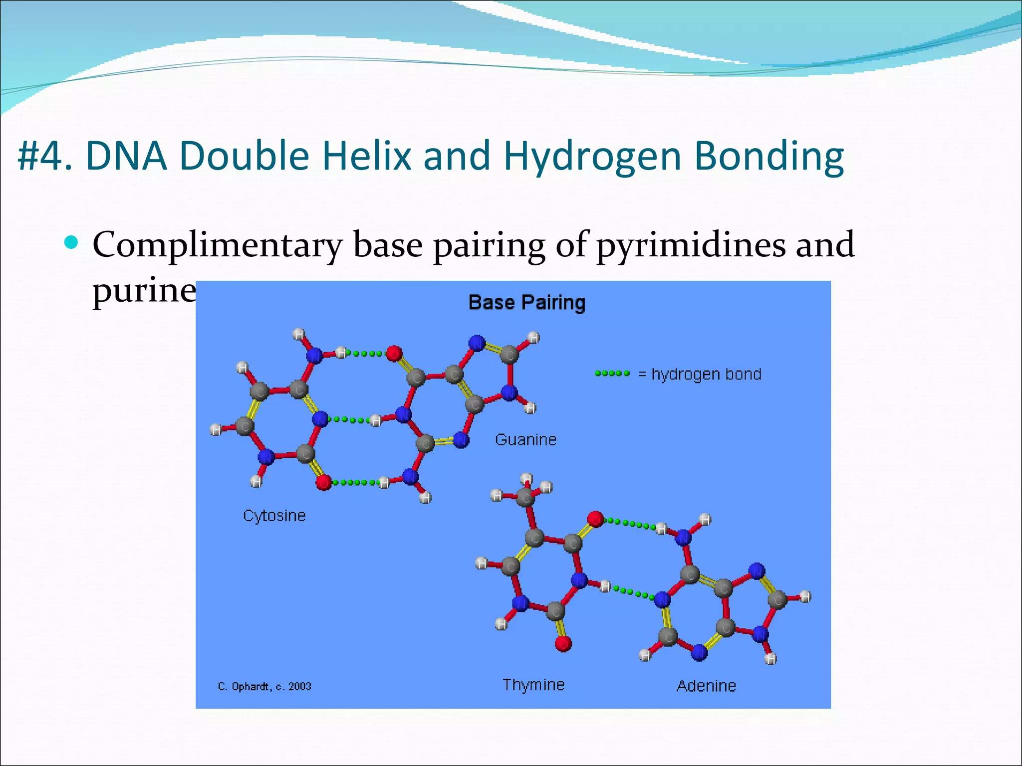 Complimentary base pairing of pyrimidines and purines #4. DNA Double Helix and Hydrogen Bonding 