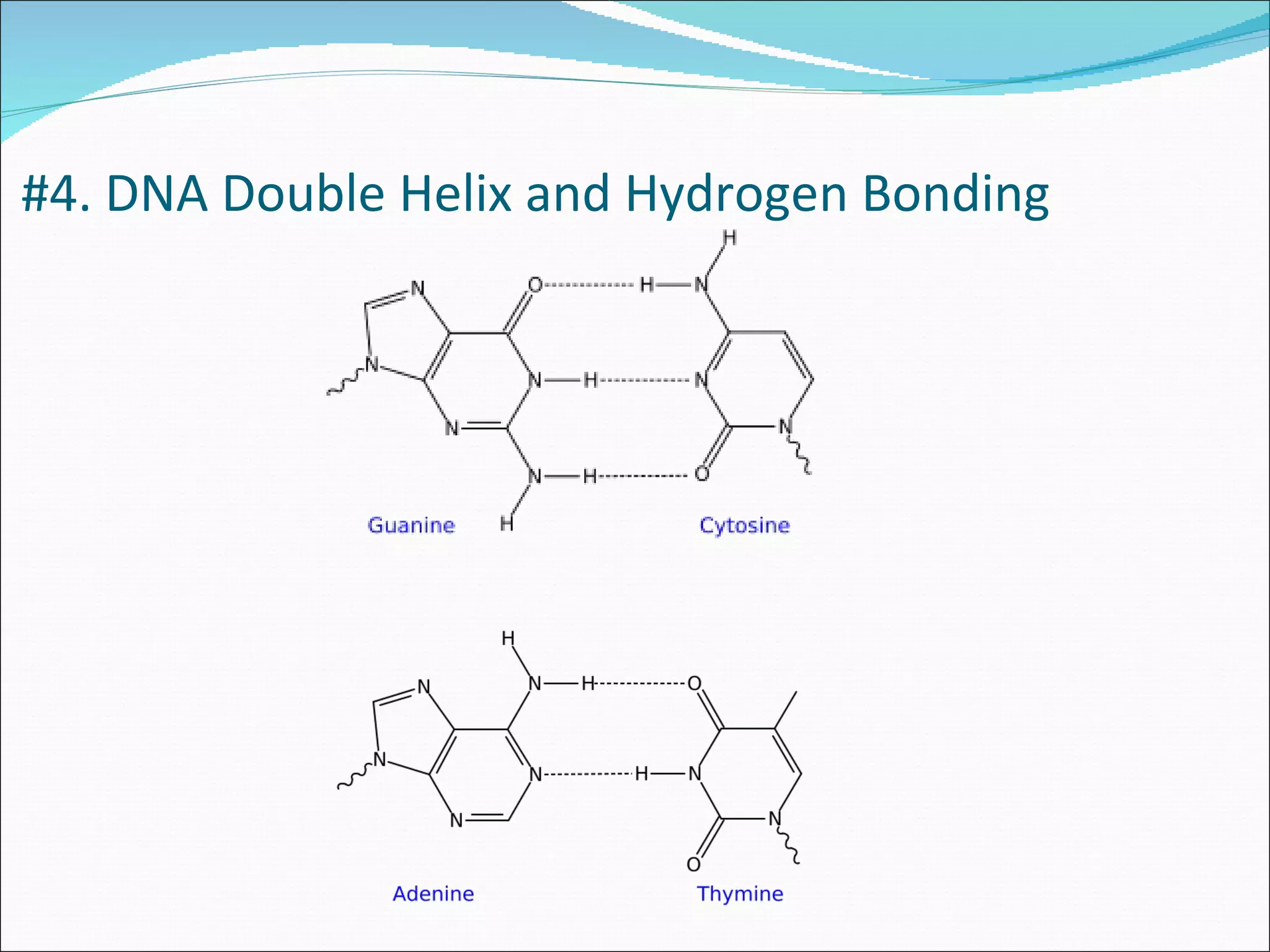 #4. DNA Double Helix and Hydrogen Bonding 