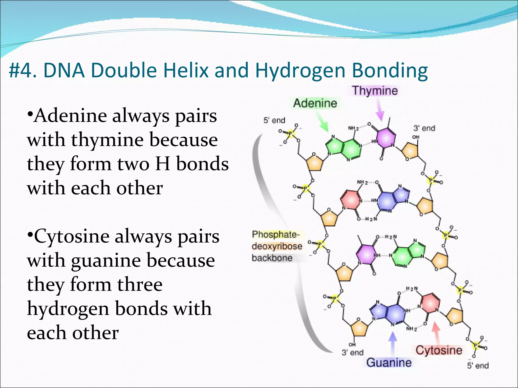 Adenine always pairs with thymine because they form two H bonds with each other Cytosine always pairs with guanine because they form three hydrogen bonds with each other #4. DNA Double Helix and Hydrogen Bonding 