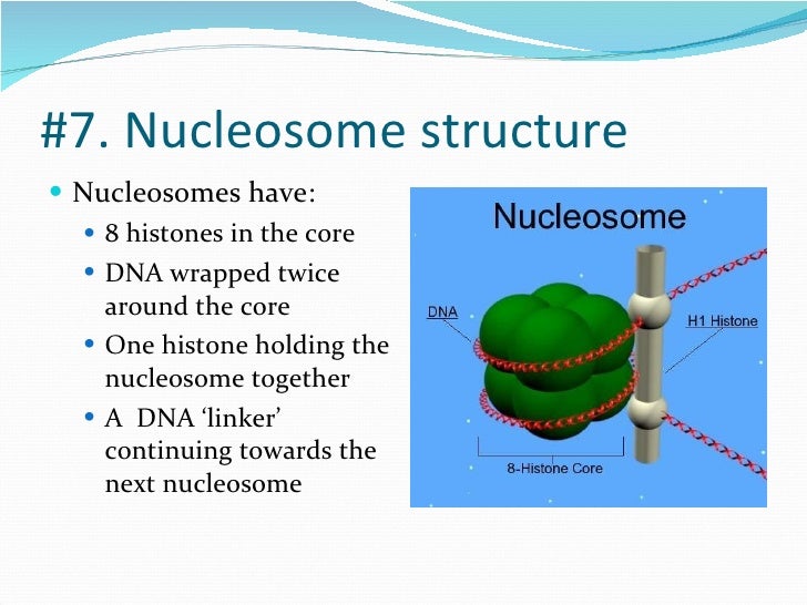 Which label represents the coding part of dna?
