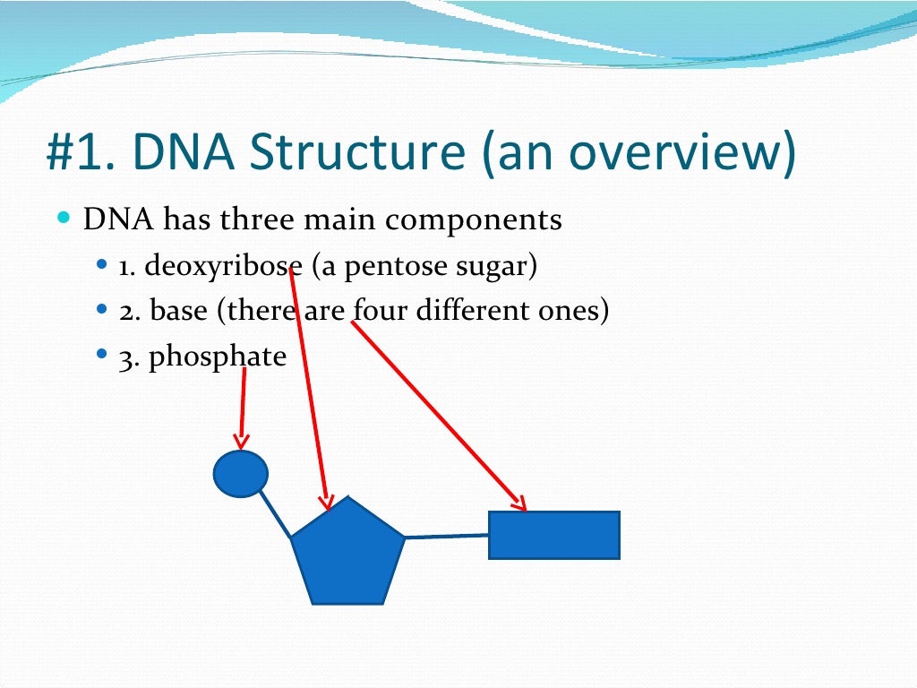presentation on dna structure