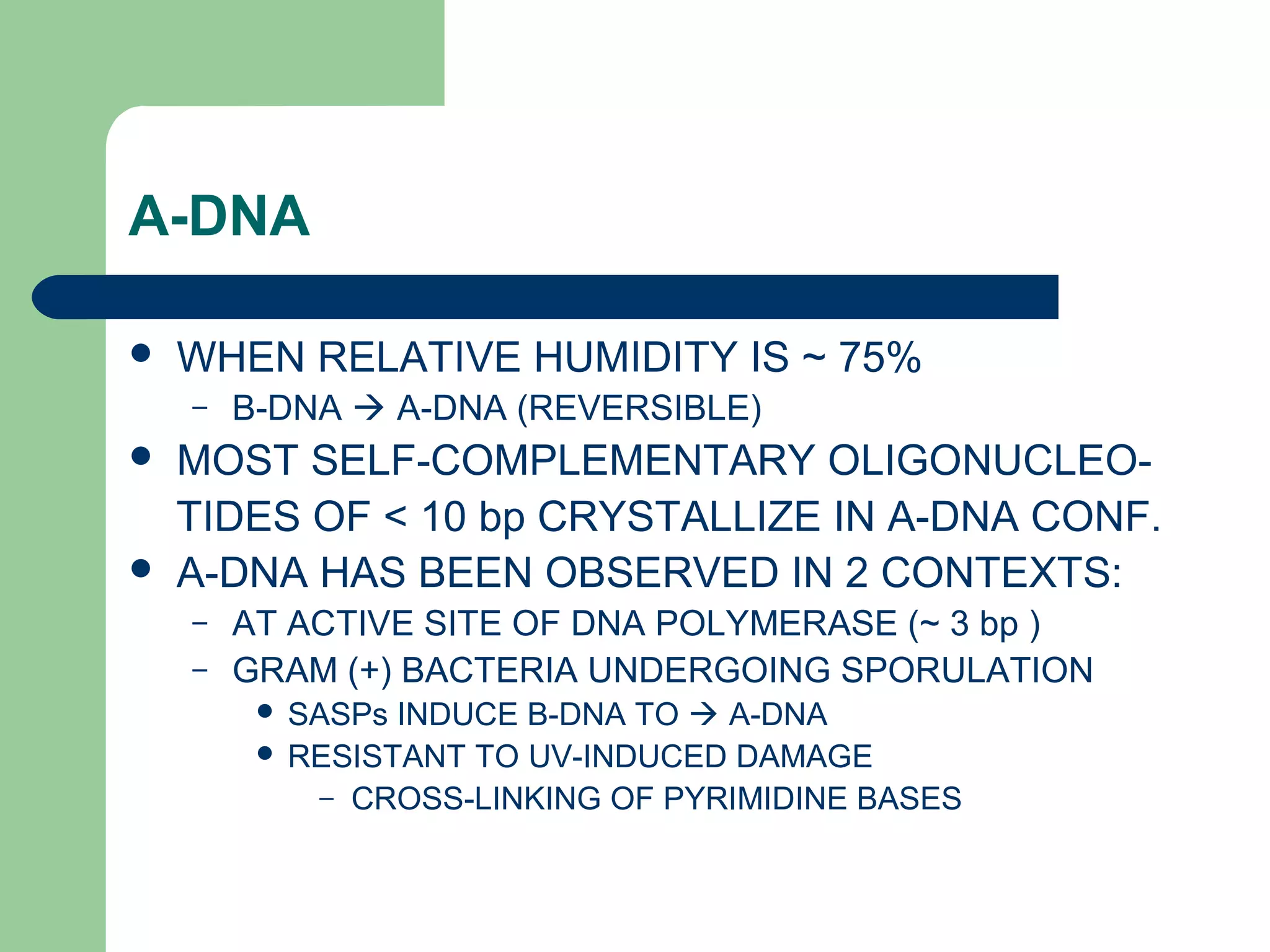 A-DNA
 WHEN RELATIVE HUMIDITY IS ~ 75%
– B-DNA  A-DNA (REVERSIBLE)
 MOST SELF-COMPLEMENTARY OLIGONUCLEO-
TIDES OF < 10 bp CRYSTALLIZE IN A-DNA CONF.
 A-DNA HAS BEEN OBSERVED IN 2 CONTEXTS:
– AT ACTIVE SITE OF DNA POLYMERASE (~ 3 bp )
– GRAM (+) BACTERIA UNDERGOING SPORULATION
 SASPs INDUCE B-DNA TO  A-DNA
 RESISTANT TO UV-INDUCED DAMAGE
– CROSS-LINKING OF PYRIMIDINE BASES
 
