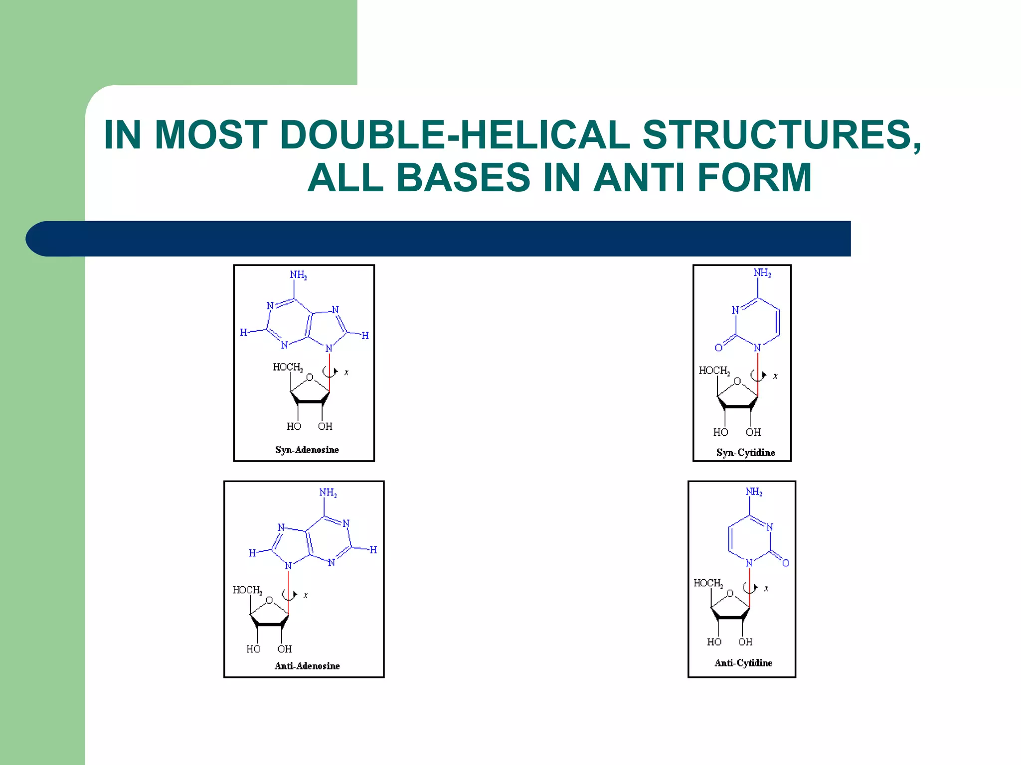 IN MOST DOUBLE-HELICAL STRUCTURES,
ALL BASES IN ANTI FORM
 