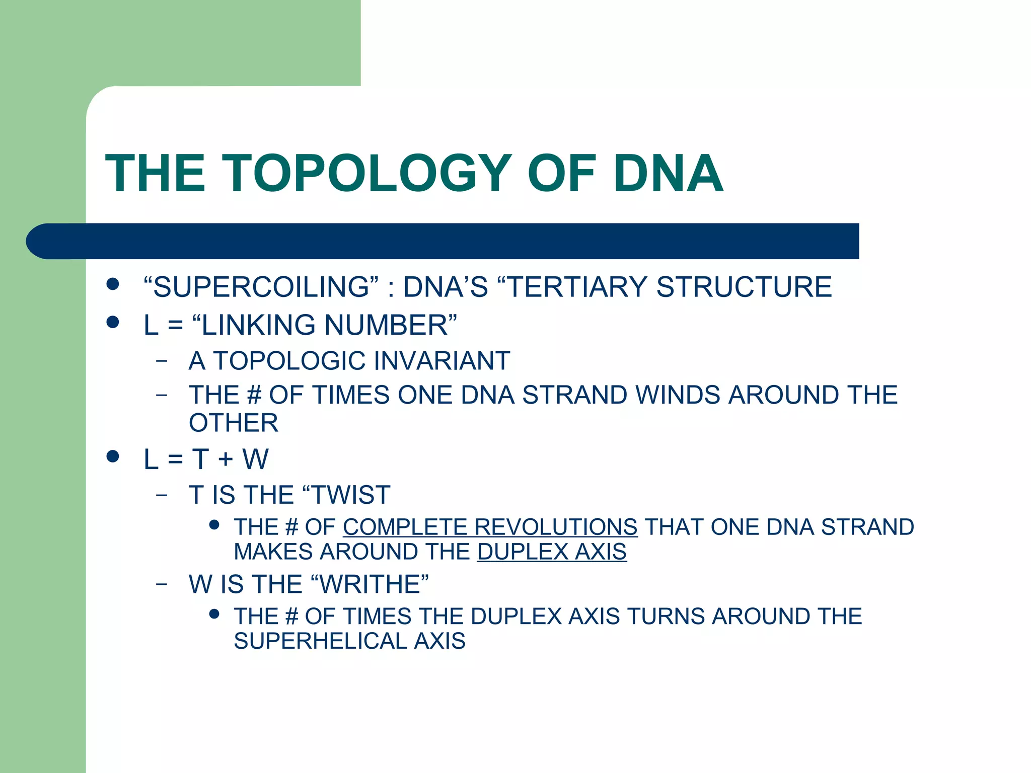 THE TOPOLOGY OF DNA
 “SUPERCOILING” : DNA’S “TERTIARY STRUCTURE
 L = “LINKING NUMBER”
– A TOPOLOGIC INVARIANT
– THE # OF TIMES ONE DNA STRAND WINDS AROUND THE
OTHER
 L = T + W
– T IS THE “TWIST
 THE # OF COMPLETE REVOLUTIONS THAT ONE DNA STRAND
MAKES AROUND THE DUPLEX AXIS
– W IS THE “WRITHE”
 THE # OF TIMES THE DUPLEX AXIS TURNS AROUND THE
SUPERHELICAL AXIS
 