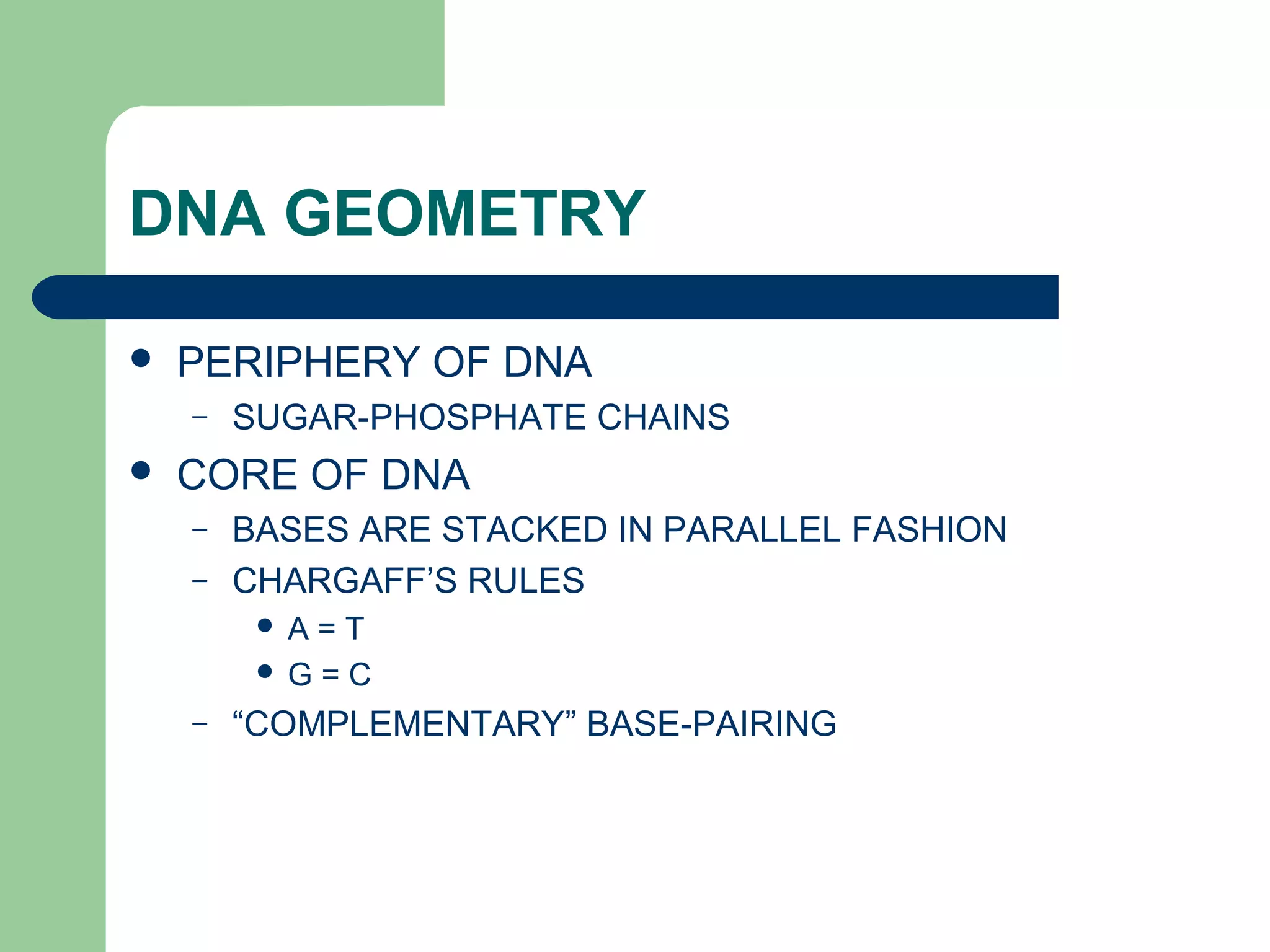 DNA GEOMETRY
 PERIPHERY OF DNA
– SUGAR-PHOSPHATE CHAINS
 CORE OF DNA
– BASES ARE STACKED IN PARALLEL FASHION
– CHARGAFF’S RULES
 A = T
 G = C
– “COMPLEMENTARY” BASE-PAIRING
 