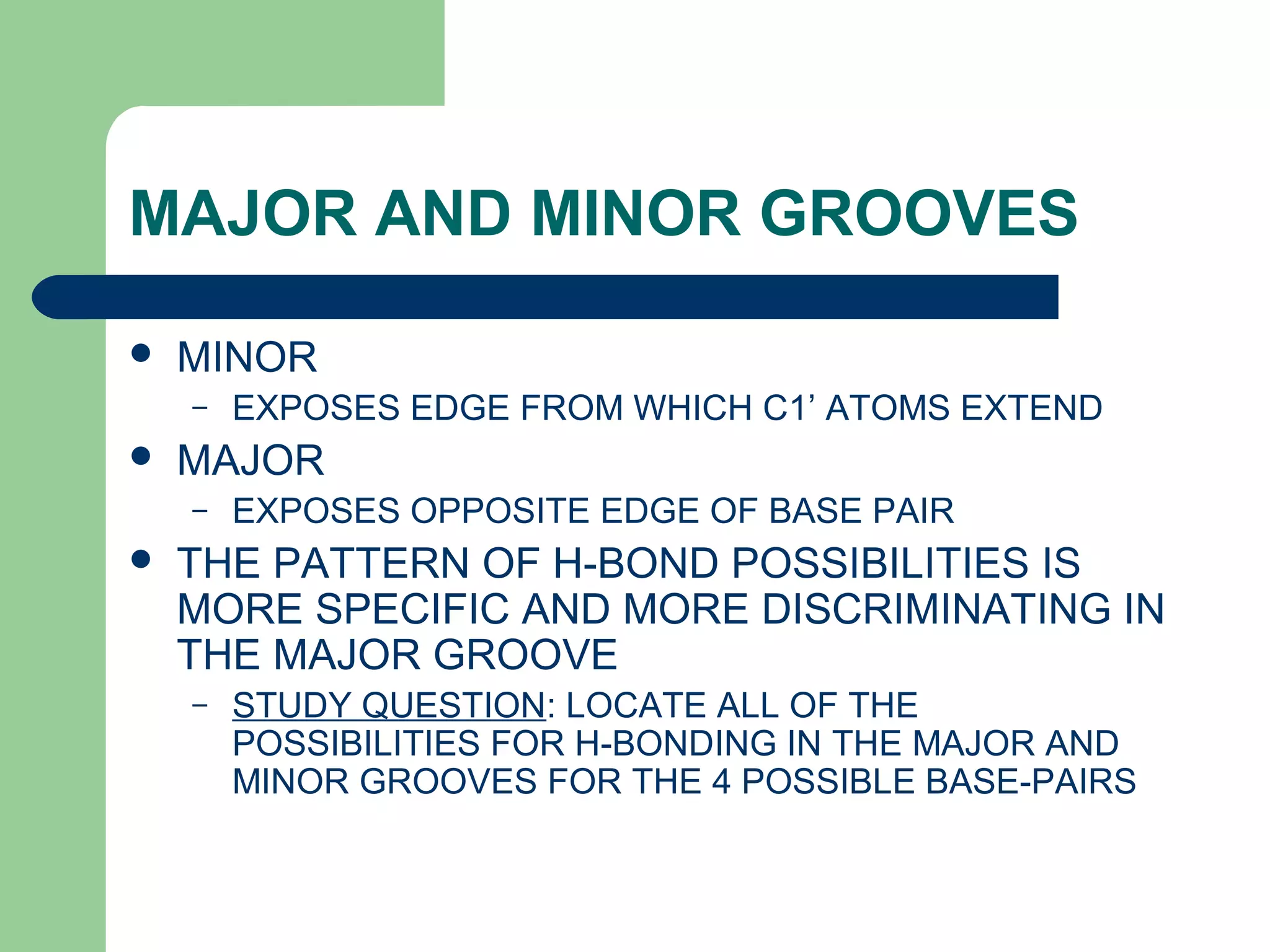 MAJOR AND MINOR GROOVES
 MINOR
– EXPOSES EDGE FROM WHICH C1’ ATOMS EXTEND
 MAJOR
– EXPOSES OPPOSITE EDGE OF BASE PAIR
 THE PATTERN OF H-BOND POSSIBILITIES IS
MORE SPECIFIC AND MORE DISCRIMINATING IN
THE MAJOR GROOVE
– STUDY QUESTION: LOCATE ALL OF THE
POSSIBILITIES FOR H-BONDING IN THE MAJOR AND
MINOR GROOVES FOR THE 4 POSSIBLE BASE-PAIRS
 
