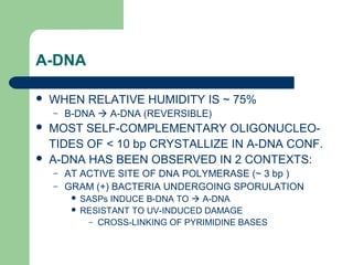 A-DNA
 WHEN RELATIVE HUMIDITY IS ~ 75%
– B-DNA  A-DNA (REVERSIBLE)
 MOST SELF-COMPLEMENTARY OLIGONUCLEO-
TIDES OF < 10 bp CRYSTALLIZE IN A-DNA CONF.
 A-DNA HAS BEEN OBSERVED IN 2 CONTEXTS:
– AT ACTIVE SITE OF DNA POLYMERASE (~ 3 bp )
– GRAM (+) BACTERIA UNDERGOING SPORULATION
 SASPs INDUCE B-DNA TO  A-DNA
 RESISTANT TO UV-INDUCED DAMAGE
– CROSS-LINKING OF PYRIMIDINE BASES
 