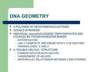DNA GEOMETRY
 A POLYMER OF DEOXYRIBONUCLEOTIDES
 DOUBLE-STRANDED
 INDIVIDUAL deoxyNUCLEOSIDE TRIPHOSPHATES ARE
COUPLED BY PHOSPHODIESTER BONDS
– ESTERIFICATION
– LINK 3’ CARBON OF ONE RIBOSE WITH 5’ C OF ANOTHER
– TERMINAL ENDS : 5’ AND 3’
 A “DOUBLE HELICAL” STRUCTURE
– COMMON AXIS FOR BOTH HELICES
– “HANDEDNESS” OF HELICES
– ANTIPARALLEL RELATIONSHIP BETWEEN 2 DNA STRANDS
 