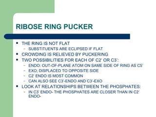 RIBOSE RING PUCKER
 THE RING IS NOT FLAT
– SUBSTITUENTS ARE ECLIPSED IF FLAT
 CROWDING IS RELIEVED BY PUCKERING
 TWO POSSIBILITIES FOR EACH OF C2’ OR C3’:
– ENDO: OUT-OF-PLANE ATOM ON SAME SIDE OF RING AS C5’
– EXO; DISPLACED TO OPPOSITE SIDE
– C2’ ENDO IS MOST COMMON
– CAN ALSO SEE C3’-ENDO AND C3’-EXO
 LOOK AT RELATIONSHIPS BETWEEN THE PHOSPHATES:
– IN C3’ ENDO- THE PHOSPHATES ARE CLOSER THAN IN C2’
ENDO-
 