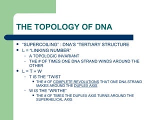THE TOPOLOGY OF DNA
 “SUPERCOILING” : DNA’S “TERTIARY STRUCTURE
 L = “LINKING NUMBER”
– A TOPOLOGIC INVARIANT
– THE # OF TIMES ONE DNA STRAND WINDS AROUND THE
OTHER
 L = T + W
– T IS THE “TWIST
 THE # OF COMPLETE REVOLUTIONS THAT ONE DNA STRAND
MAKES AROUND THE DUPLEX AXIS
– W IS THE “WRITHE”
 THE # OF TIMES THE DUPLEX AXIS TURNS AROUND THE
SUPERHELICAL AXIS
 