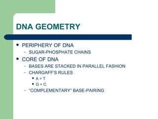 DNA GEOMETRY
 PERIPHERY OF DNA
– SUGAR-PHOSPHATE CHAINS
 CORE OF DNA
– BASES ARE STACKED IN PARALLEL FASHION
– CHARGAFF’S RULES
 A = T
 G = C
– “COMPLEMENTARY” BASE-PAIRING
 