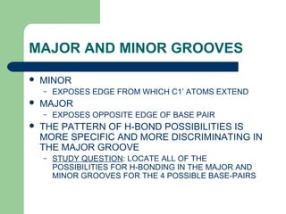 MAJOR AND MINOR GROOVES
 MINOR
– EXPOSES EDGE FROM WHICH C1’ ATOMS EXTEND
 MAJOR
– EXPOSES OPPOSITE EDGE OF BASE PAIR
 THE PATTERN OF H-BOND POSSIBILITIES IS
MORE SPECIFIC AND MORE DISCRIMINATING IN
THE MAJOR GROOVE
– STUDY QUESTION: LOCATE ALL OF THE
POSSIBILITIES FOR H-BONDING IN THE MAJOR AND
MINOR GROOVES FOR THE 4 POSSIBLE BASE-PAIRS
 