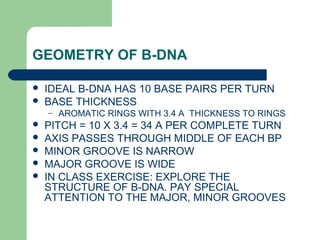 GEOMETRY OF B-DNA
 IDEAL B-DNA HAS 10 BASE PAIRS PER TURN
 BASE THICKNESS
– AROMATIC RINGS WITH 3.4 A THICKNESS TO RINGS
 PITCH = 10 X 3.4 = 34 A PER COMPLETE TURN
 AXIS PASSES THROUGH MIDDLE OF EACH BP
 MINOR GROOVE IS NARROW
 MAJOR GROOVE IS WIDE
 IN CLASS EXERCISE: EXPLORE THE
STRUCTURE OF B-DNA. PAY SPECIAL
ATTENTION TO THE MAJOR, MINOR GROOVES
 