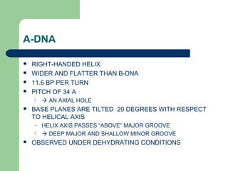 A-DNA
 RIGHT-HANDED HELIX
 WIDER AND FLATTER THAN B-DNA
 11.6 BP PER TURN
 PITCH OF 34 A
  AN AXIAL HOLE
 BASE PLANES ARE TILTED 20 DEGREES WITH RESPECT
TO HELICAL AXIS
– HELIX AXIS PASSES “ABOVE” MAJOR GROOVE
  DEEP MAJOR AND SHALLOW MINOR GROOVE
 OBSERVED UNDER DEHYDRATING CONDITIONS
 