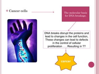 Cancer cells  The molecular basis for DNA breakage. DNA breaks disrupt the proteins and lead to changes in the cell function, These changes can lead to defects in the control of cellular proliferation . . . Resulting in ?? cancer 