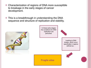 Characterization of regions of DNA more susceptible to breakage in the early stages of cancer development. This is a breakthrough in understanding the DNA sequence and structure of replication and stability. In these early stages the conditions for DNA replication are perturbed  Leading to DNA breaks, which occur specifically in regions defined as . . Fragile sites 