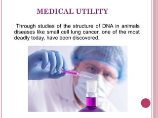 MEDICAL UTILITY Through studies of the structure of DNA in animals diseases like small cell lung cancer, one of the most deadly today, have been discovered. 