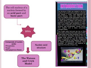 The cell nucleus of a nuclein formed by an  acid part  and  basic part DNA Componets of nucleic acids: Phosphates Sugar Nitrogegenous Bases The Watson and Crick Model Nucleic acid structure 