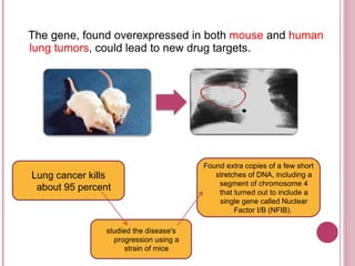 The gene, found overexpressed in both  mouse  and  human lung tumors , could lead to new drug targets. Lung cancer kills about 95 percent studied the disease's progression using a strain of mice Found extra copies of a few short stretches of DNA, including a segment of chromosome 4 that turned out to include a single gene called Nuclear Factor I/B (NFIB).  