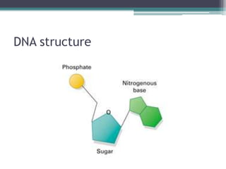 4.1 DNA structure