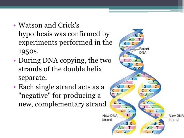 dna structure and replication