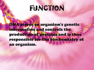 FUNCTION

DNA stores an organism's genetic
information and controls the
production of proteins and is thus
responsible for...