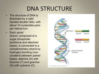 DNA Structure and Function (Diamsay, Mendoza)) Slide 7