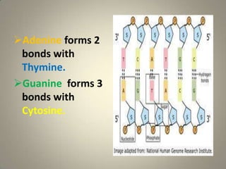 DNA Structure and Function (Diamsay, Mendoza)) Slide 8