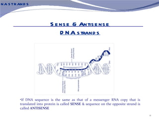 N A S TR AN D S



                             S e ns e & Antis e ns e
                                 D N A s trand s




          •If DNA sequence is the same as that of a messenger RNA copy that is
          translated into protein is called SENSE & sequence on the opposite strand is
          called ANTISENSE
                                                                                         11
 
