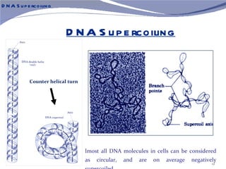 D N A S u p e rcoiling



                           D N A S u p e rcoiling


            Counter helical turn




                                   lmost all DNA molecules in cells can be considered
                                   as   circular,   and   are   on   average   negatively
                                                                                       12
 