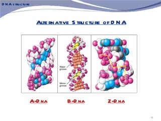 D N A s tru ctu re



                       Alte rnative S tru ctu re of D N A




                     A-D na       B-D na         Z-D na

                                                            13
 